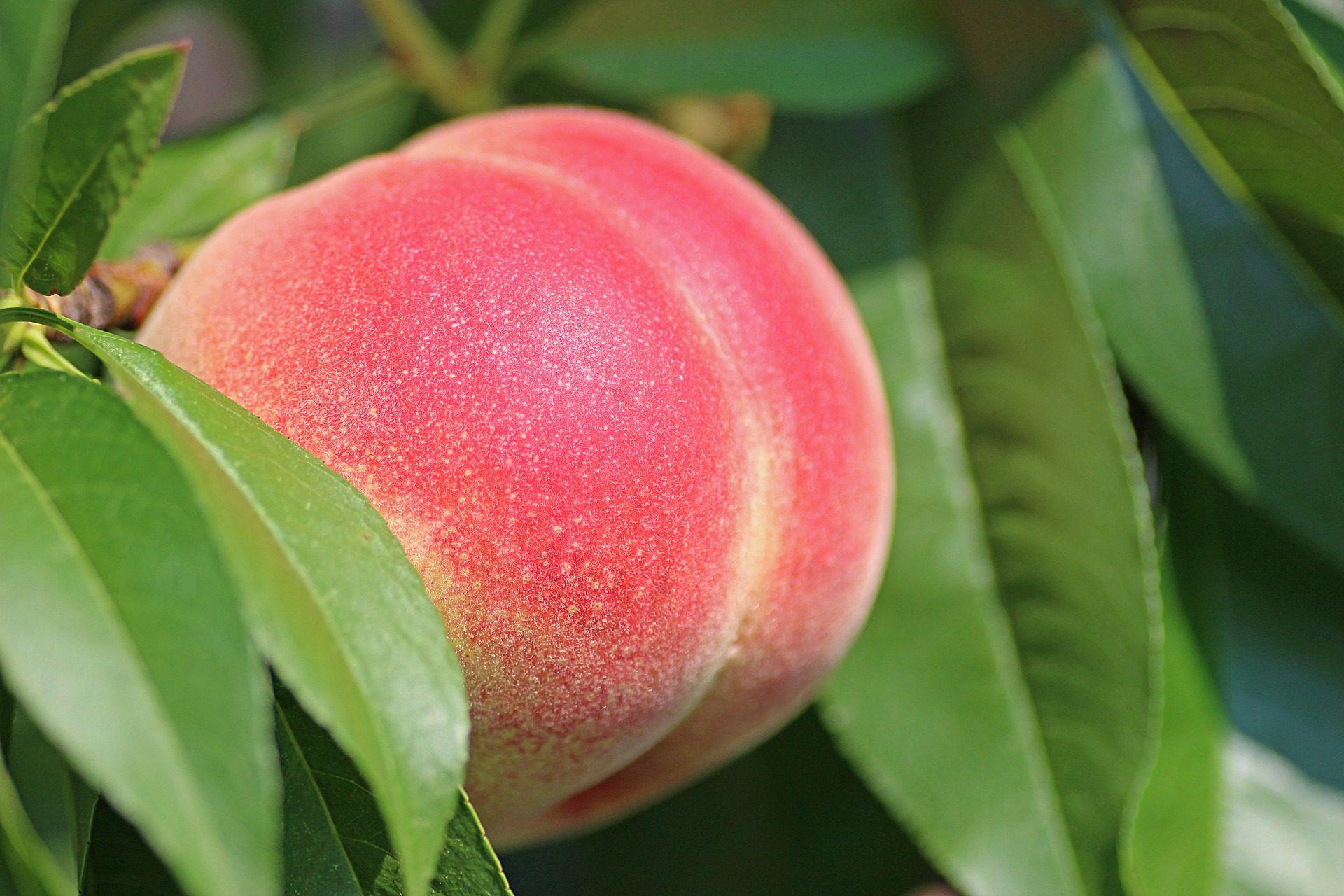 A Peach For Breakfast